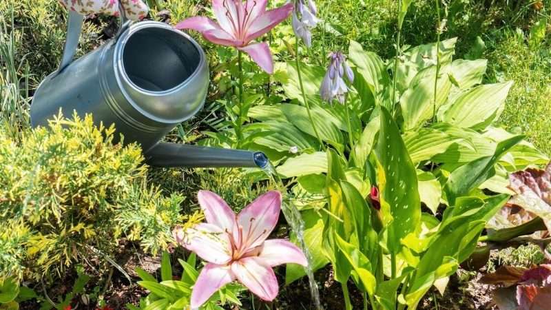 Уход за лилиями в саду: посадка, полив, подкормка и защита от болезней