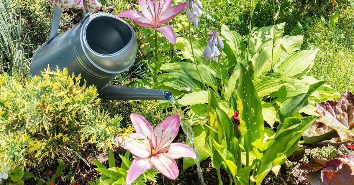 Уход за лилиями в саду: посадка, полив, подкормка и защита от болезней