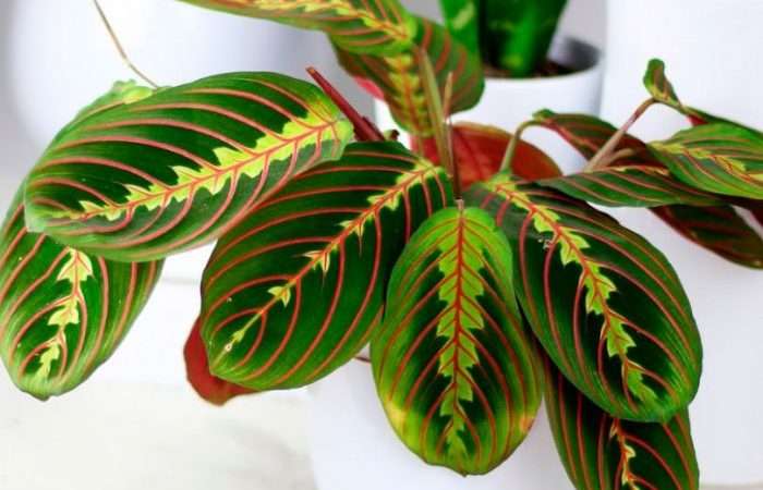 Уход за марантой в домашних условиях