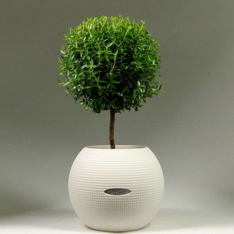 Уход за миртом в домашних условиях: подробное руководство