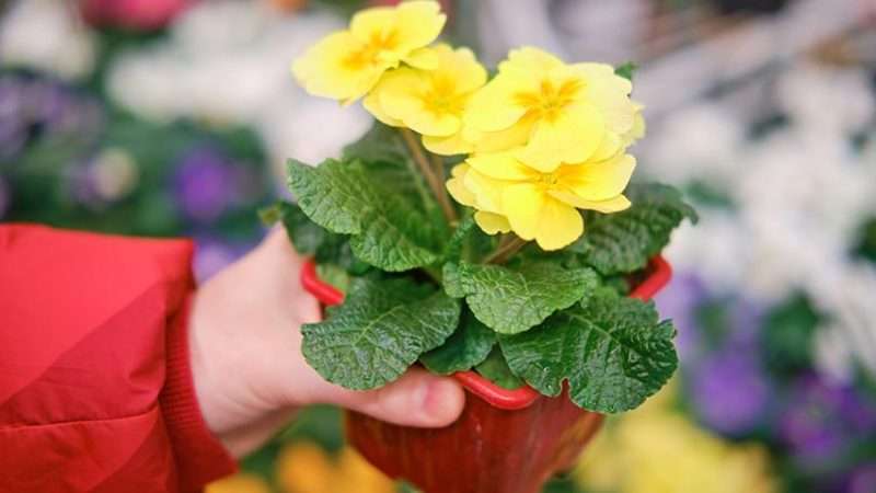 Уход за примулой: как вырастить и сохранить красоту первоцвета