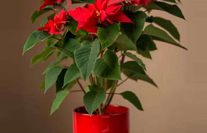 Уход за рождественской звездой: секреты успешного выращивания