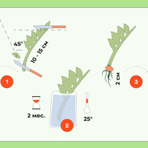 Уход за замиокулькасом в домашних условиях