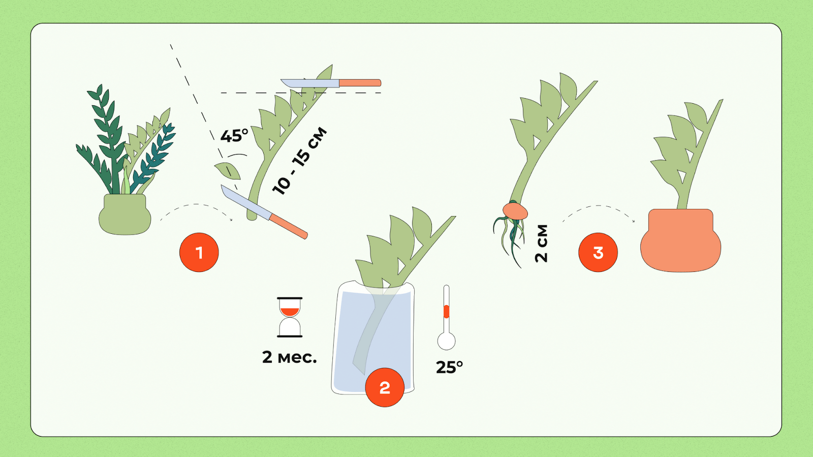 Уход за замиокулькасом в домашних условиях