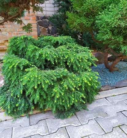 Влаголюбивые плодовые деревья и кустарники для влажного участка