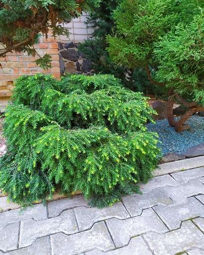 Влаголюбивые плодовые деревья и кустарники для влажного участка
