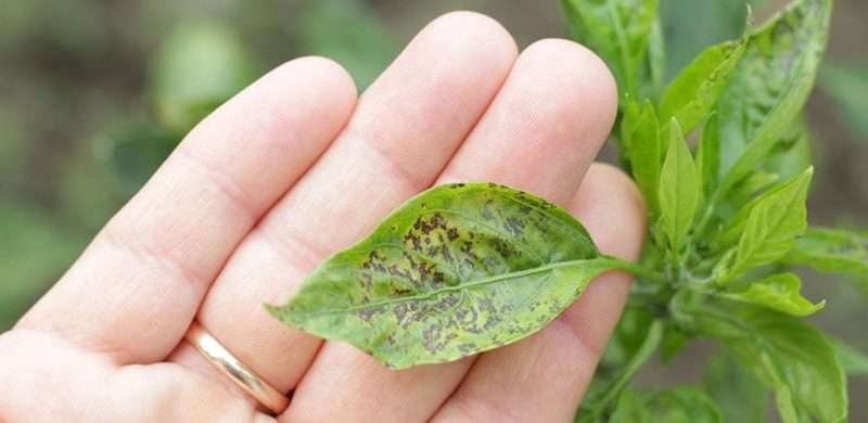 Вредители рассады и борьба с ними