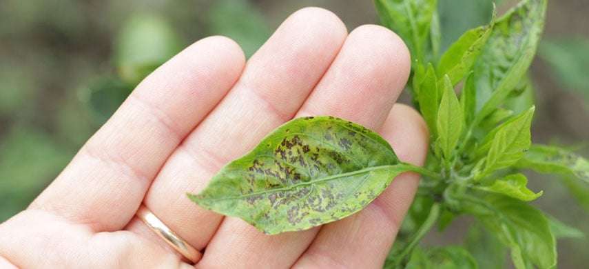 Вредители рассады и борьба с ними