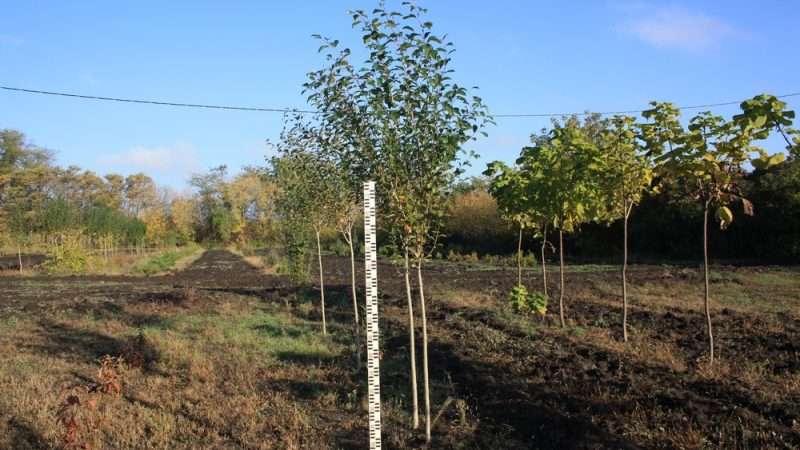 Выбор деревьев и кустарников для дачи в Ростове-на-Дону и Ростовской области
