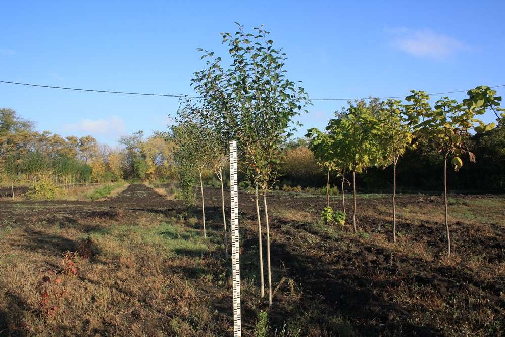 Выбор деревьев и кустарников для дачи в Ростове-на-Дону и Ростовской области