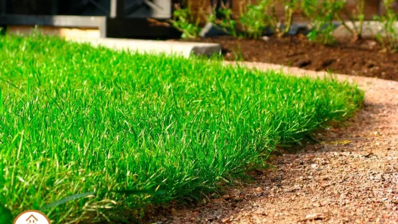 Выбор идеального газона для дачи: обзор типов, характеристики и критерии выбора