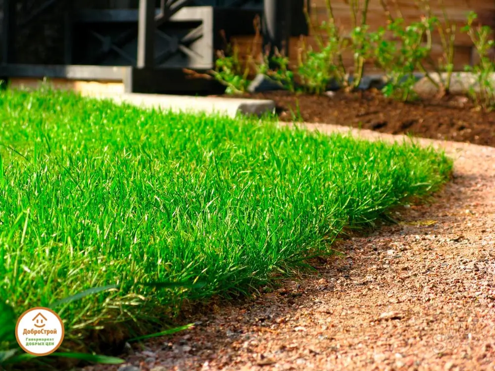 Выбор идеального газона для дачи: обзор типов, характеристики и критерии выбора