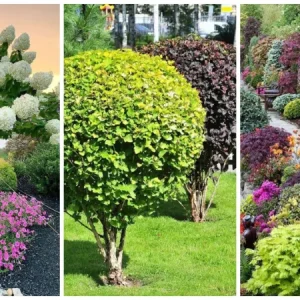 Выбор кустарников и деревьев для дачи: советы, фото и названия