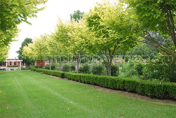 Выбор плодовых деревьев для дачи