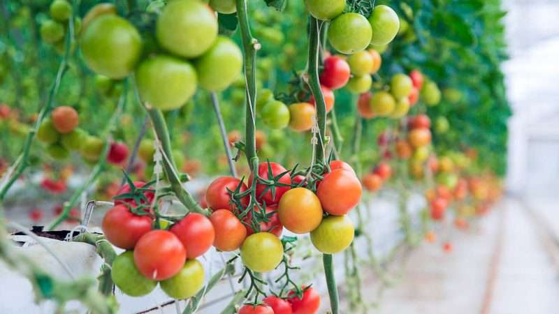 Выбор подходящих сортов овощей для теплицы