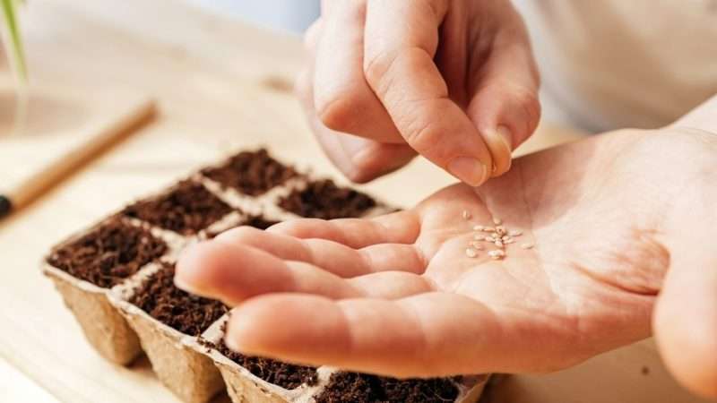 Выбор семян для рассады: полное руководство для получения обильного урожая