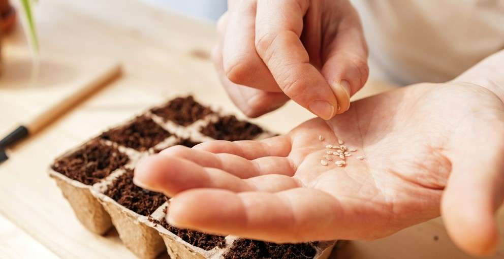 Выбор семян для рассады: полное руководство для получения обильного урожая