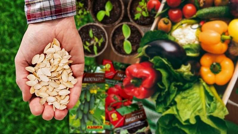 Выбор семян овощей: популярные сорта и советы по выращиванию