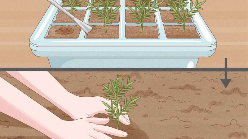 Выращивание цветов из семян: полное руководство для начинающих