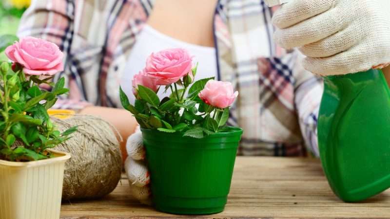 Выращивание цветов в домашних условиях: советы и секреты