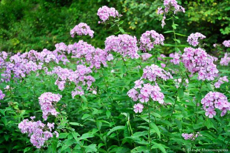 Выращивание флоксов из семян: подробное руководство