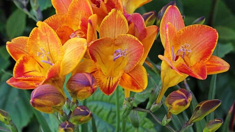 Выращивание Фрезии: Полное Руководство по Уходу