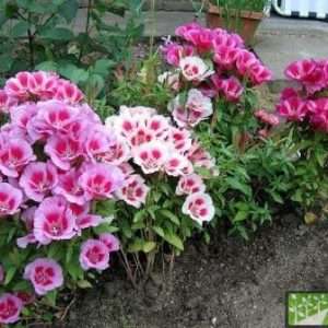 Выращивание годеции из рассады: подробное руководство