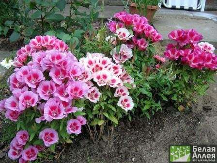 Выращивание годеции из рассады: подробное руководство