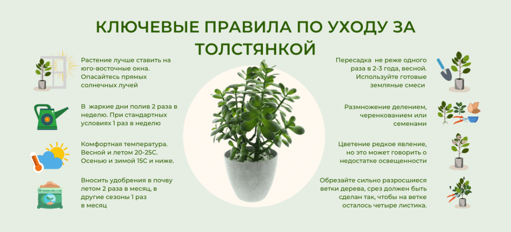 Выращивание и уход за цветами: подробное руководство с фото