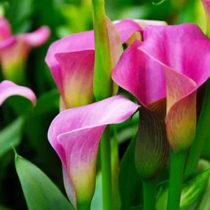 Выращивание каллы: полное руководство