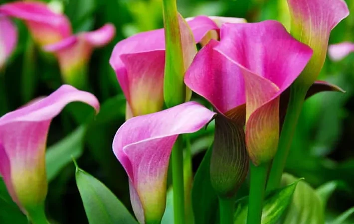 Выращивание каллы: полное руководство