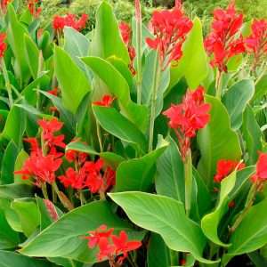 Выращивание канн: от выбора сорта до ухода