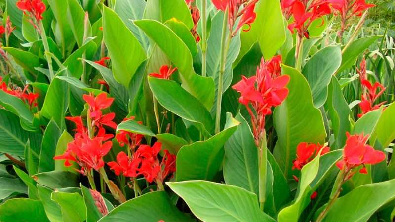 Выращивание канн: от выбора сорта до ухода