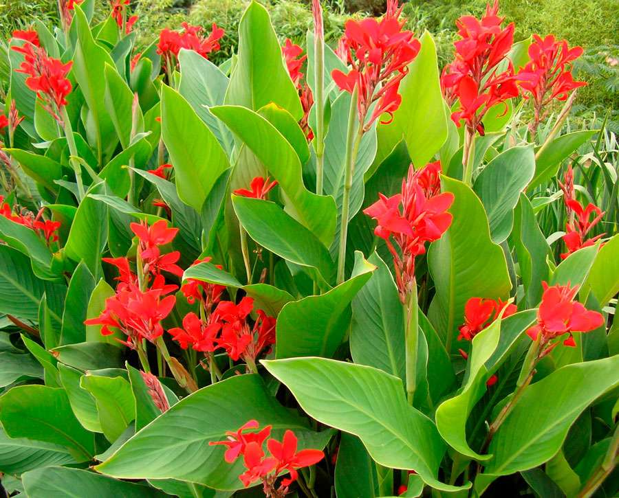 Выращивание канн: от выбора сорта до ухода