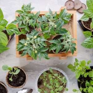 Выращивание крепкой и здоровой рассады: секреты успеха