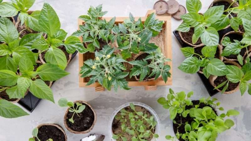 Выращивание крепкой и здоровой рассады: секреты успеха