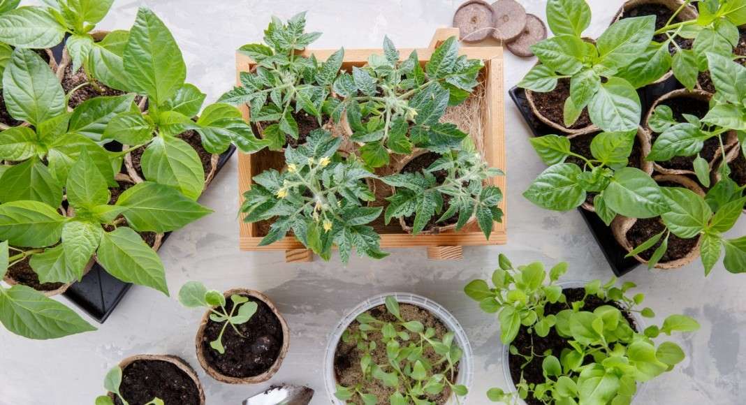 Выращивание крепкой и здоровой рассады: секреты успеха