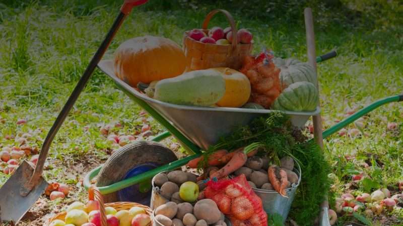 Выращивание овощей и фруктов: от мечты к реальности