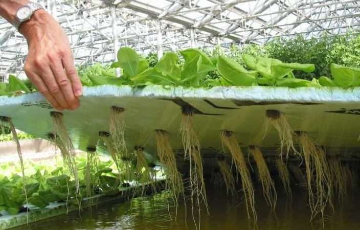 Выращивание овощей на гидропонике: полное руководство