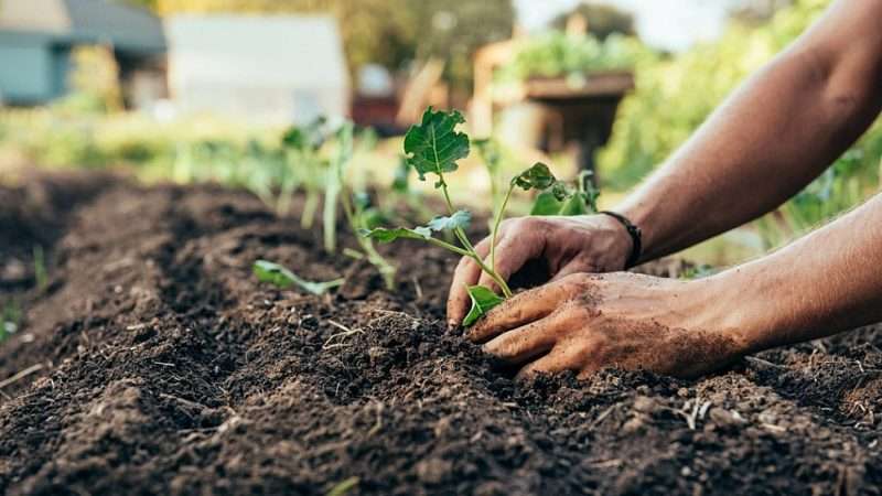 Выращивание овощей по органическим принципам