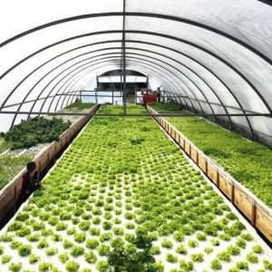 Выращивание овощей в теплице: от планирования до сбора урожая