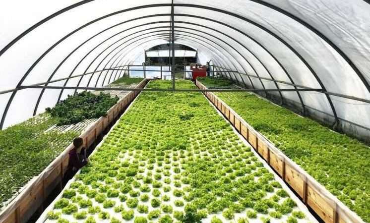 Выращивание овощей в теплице: от планирования до сбора урожая