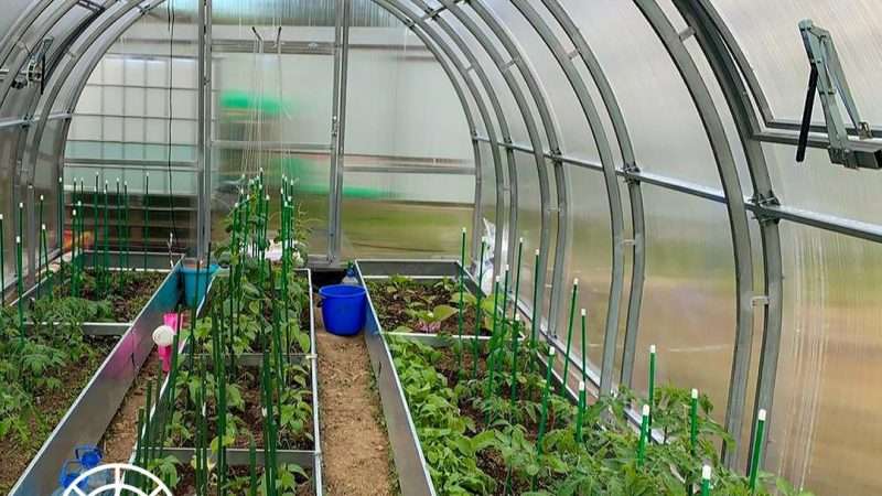 Выращивание овощей в теплице: полное руководство