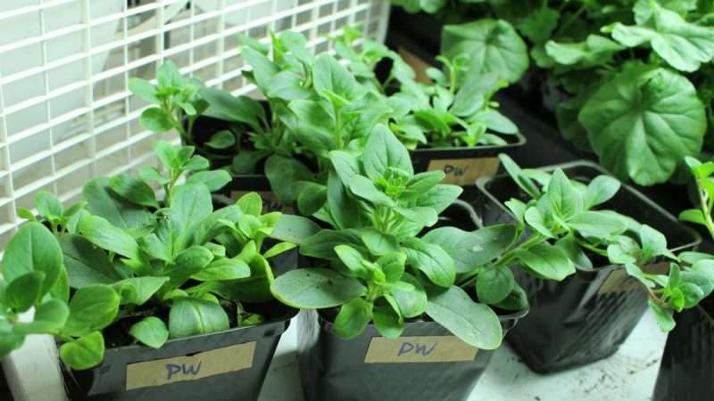 Выращивание петунии из семян: подробное руководство