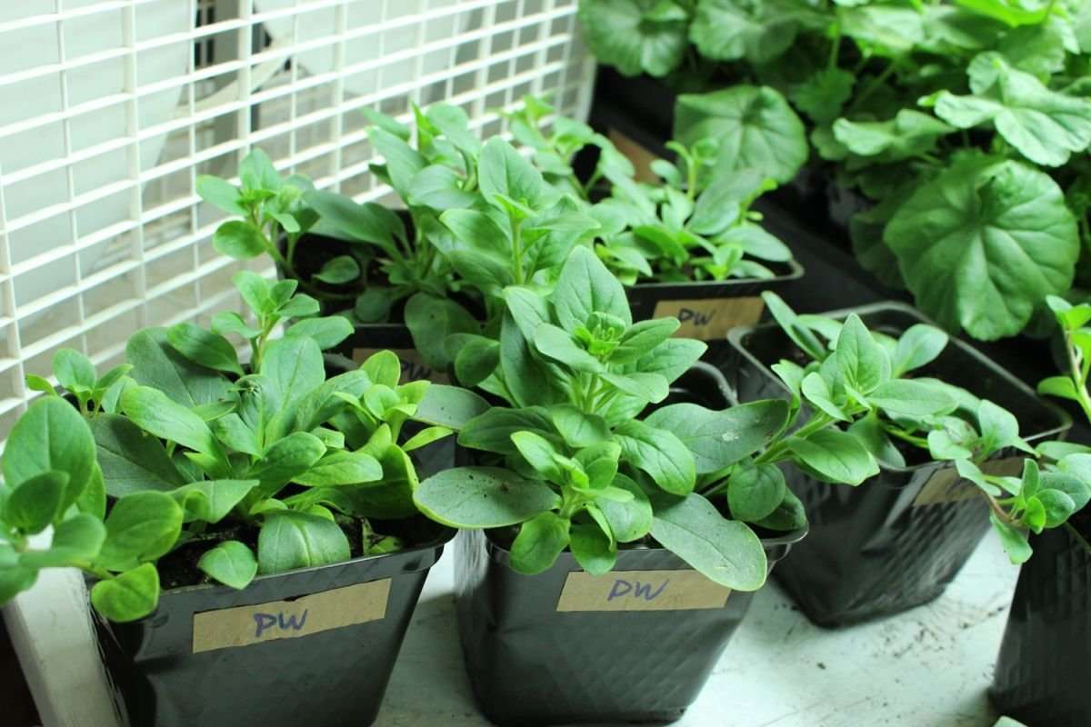 Выращивание петунии из семян: подробное руководство