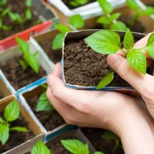 Выращивание рассады цветов: подробное руководство
