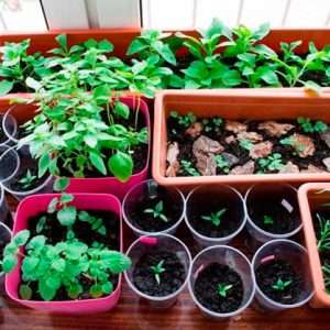 Выращивание рассады цветов: подробное руководство для начинающих садоводов