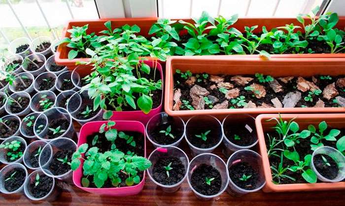 Выращивание рассады цветов: подробное руководство для начинающих садоводов