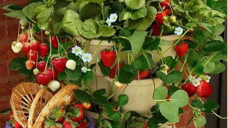 Выращивание рассады клубники: подробное руководство для начинающих садоводов