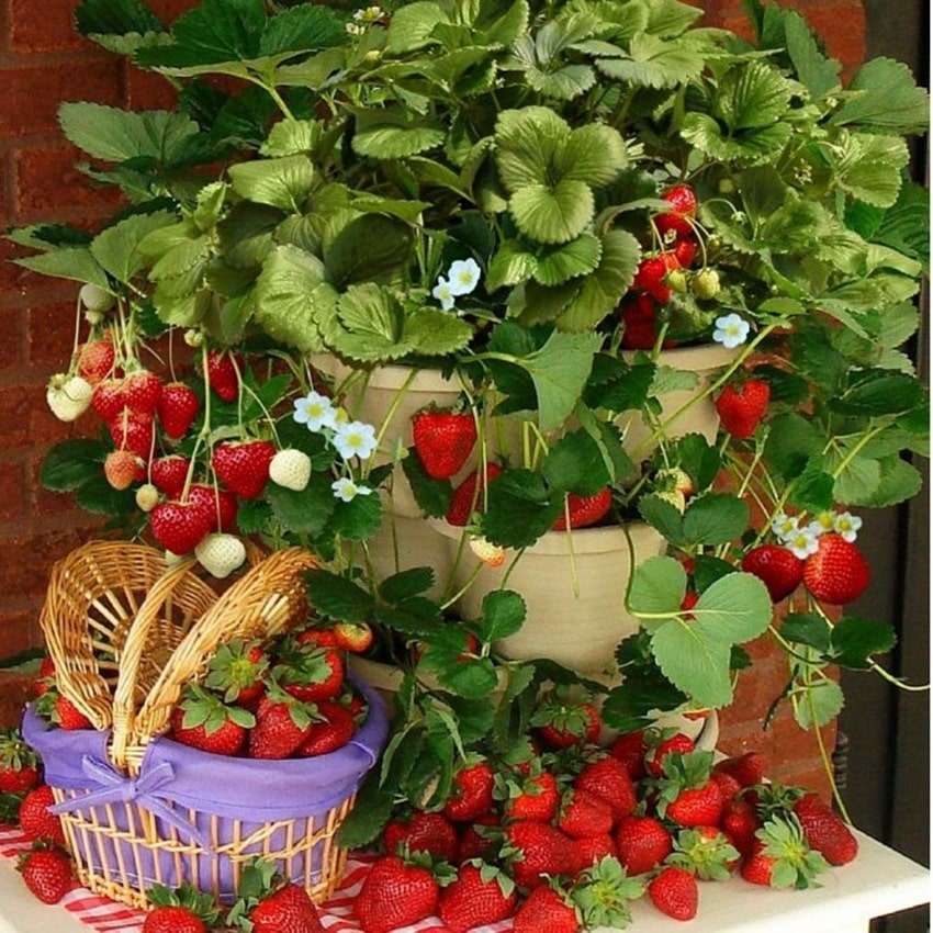 Выращивание рассады клубники: подробное руководство для начинающих садоводов